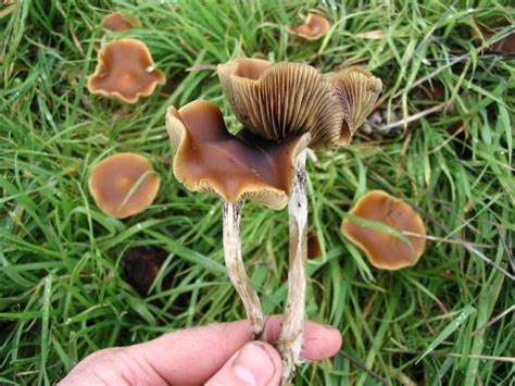 Magic Mushrooms Could Help Depression Dazed