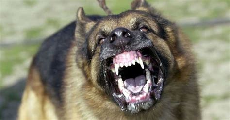 Scariest Dogs List Types Of Scary Dog Breeds