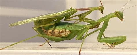 Male Mantises Evolved A Vital Trick To Avoid Being Decapitated After