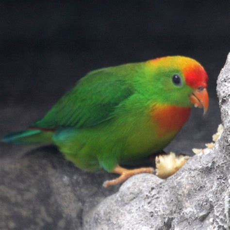 Sangihe hanging parrot conservation status near threatened (iucn 3.1)1 the sangihe hanging parrot (loriculus catamene) is a small (length: Hanging Parrot