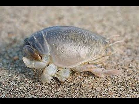Hold a sand flea in one hand and the hook shank in the other. How to rig Sand Fleas and catch Sea Mullet | FunnyDog.TV