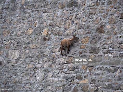 Mountain Goat Fearlessly Defying Gravity On A Steep Dam