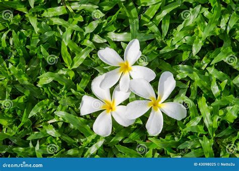 Leelawadee Or Plumeria Tropical Flower On Tropical Carpet Grass Field