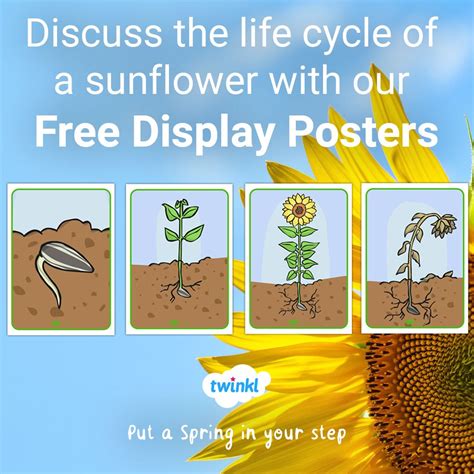 Free Sunflower Life Cycle Display Posters Sunflower Life Cycle Life