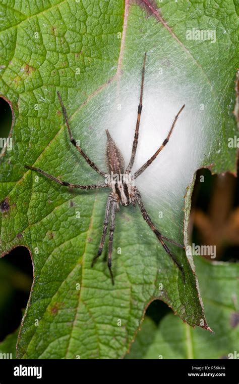 Funnel Weavergrass Spider Agelenidae Guarding Her Silk Covered Egg