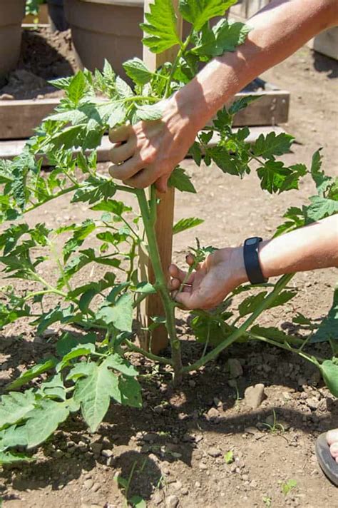 How To String Train Tomatoes New Way To Stake Tomatoes