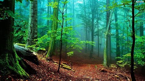 Green Forest 4k Wallpapers Top Free Green Forest 4k Backgrounds