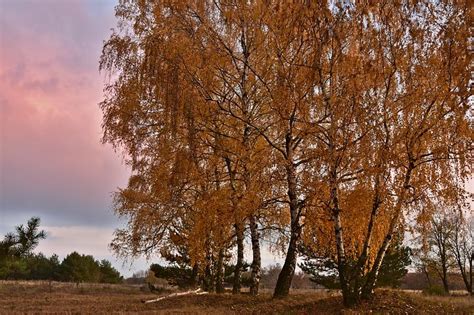 2000 Free Birch Tree And Silver Birch Tree Pictures Pixabay