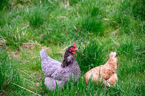 Benefits Of Organic Pasture Raised Chicken