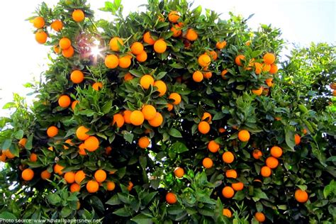 Interesting Facts About Oranges Just Fun Facts