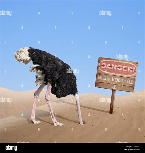Scared Ostrich Burying Head In Sand Under Danger Sign