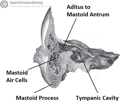 The Middle Ear Parts Bones Muscles Teachmeanatomy