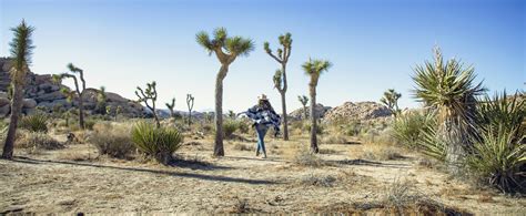 Top 12 Easy Hikes In Joshua Tree National Park — Flying Dawn Marie