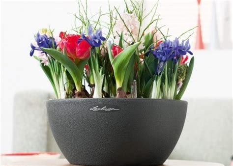 Full sun, partial shade, full shade: 10 beautiful flowers for shade and partial shade