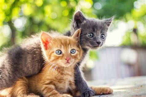 The 245 Best Brother And Sister Cat Names Lol Cats