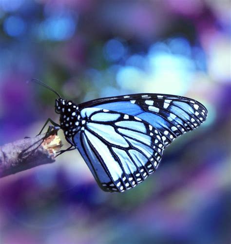 Blue Butterfly On Beauty Is Everywhere Beautiful Butterflies