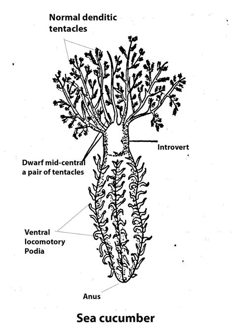 You must have heard the word species. B. Sc. - II Animal Diversity- IV (Old) : Phylum-Echinodermata - Chart