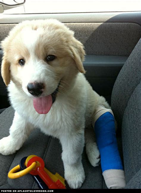 22 Dog Cast Pictures That Are Painfully Adorable