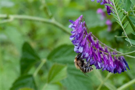 Maybe you would like to learn more about one of these? File:Bee on purple flower (6314834582).jpg - Wikimedia Commons