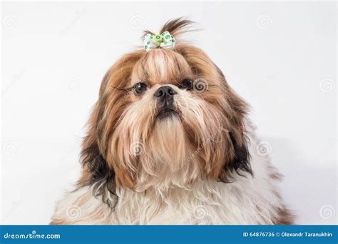 Little Fluffy Shih Tzu Dog Portrait Stock Photo Image Of Hand Hair