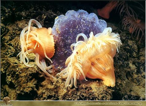 Po Scans Aquatic Life Antarctic Sea Anemone