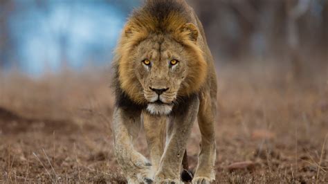 Lion Is Walking On Dry Grassland In Blur Background Hd Lion Wallpapers