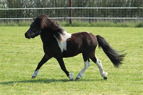 Shetland Pony Horse Breed Profile