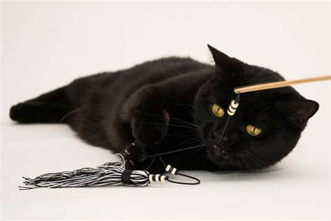 How To Keep Your Cat Safe From Cords Wires And Cables In 2020 Cats
