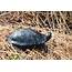 Spotted Turtle Conservation  Rcngrantsorg