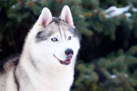 9 Wolf Like Dog Breeds Know The Difference And Choose