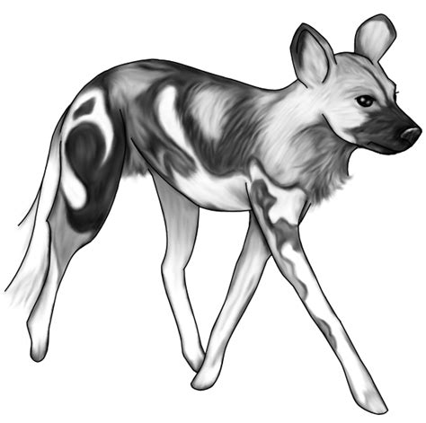 African Wild Dog By Piperlee On Deviantart