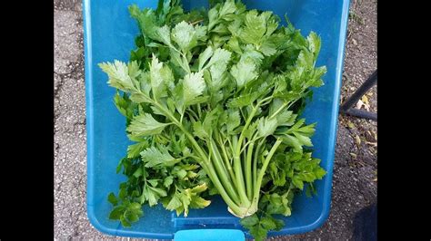 Planting And Harvesting Of Celery How To Grow Youtube