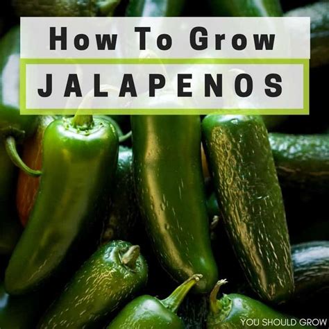 How many calorie's in jalapenos? How To Grow Jalapenos & Preserve Your Harvest | Gardening ...