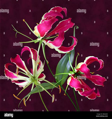 Flame Lilies Hi Res Stock Photography And Images Alamy