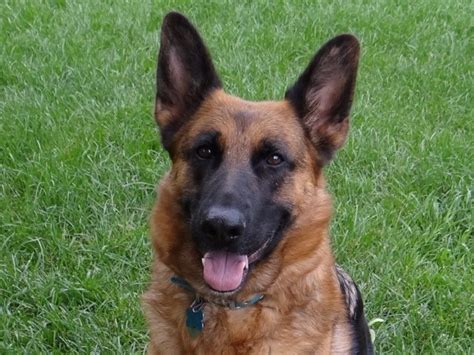 Beautiful litter of 8 akc german shepherd puppies available. German Shepherd Dog puppy dog for sale in Appleton, Wisconsin