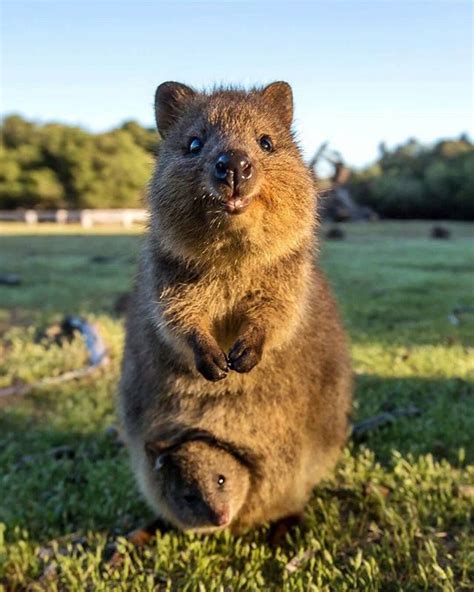 The Quokka Is A Marsupial The Baby Is Poking Its Head Out Of Its