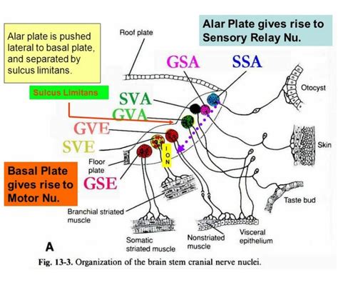 Brainstem special somatic sensory nuclei mediate hearing and positional equilibrium. Brain stem nuclei development ... (*) ALS - Alar plate is Lateral & Sensory ... | Brain stem ...