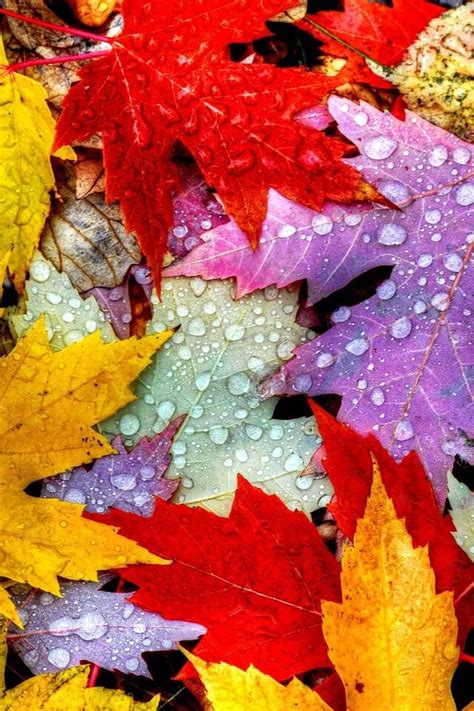 640x960 Nature Autumn Leaves Iphone 4 Iphone 4s Hd 4k Wallpapers