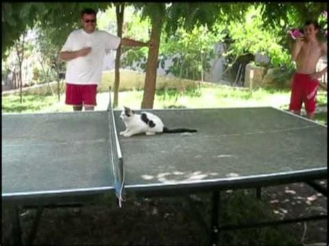 Ping Pong Pussy YouTube