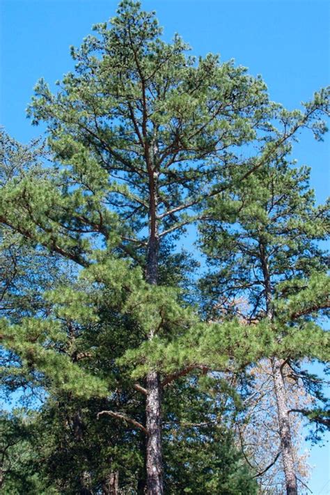 50 Shortleaf Pine Tree Seeds Pinus Echinata Etsy