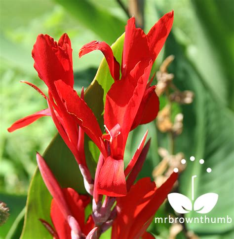 It will feel like a bud on the side of the stem. How to Collect Canna Seeds : MrBrownThumb