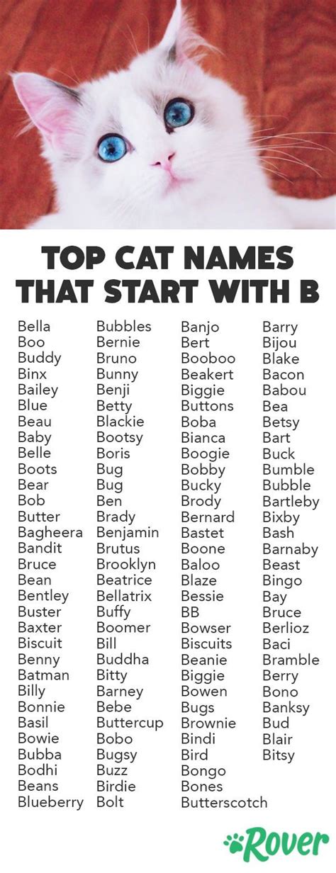 Weve Rounded Up The Top Cat And Kitten Names That Start With B Cat
