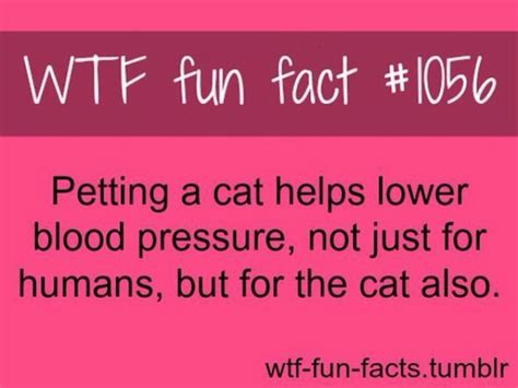 wtf fun facts musely
