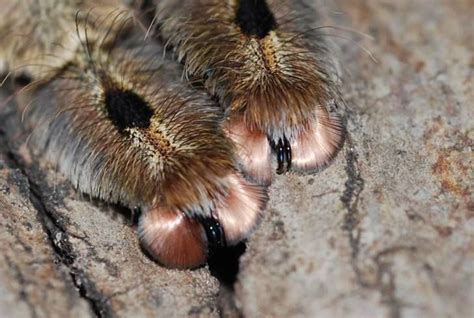 Closeup Pictures Of Spider Feet Tarsal Claws Album On Imgur