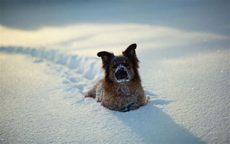 Dogs In The Snow Wallpaper Wallpapersafari