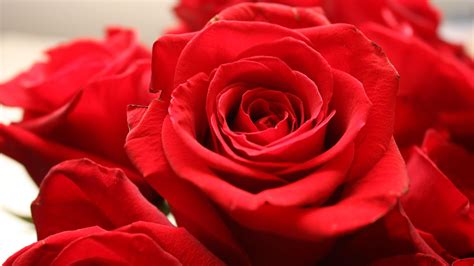 Red Rose Love Wallpapers Hd Wallpaper Cave