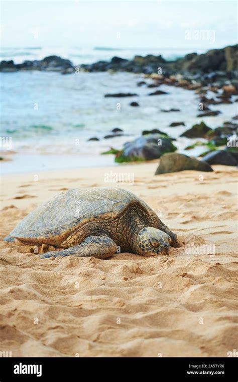 Green Sea Turtle Chelonia Mydas On Turtle Bay Laniakea Beach