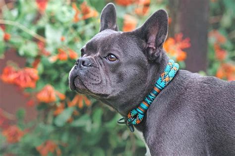 10 Blue Colored Dog Breeds True Blue Dogs Explained Playbarkrun