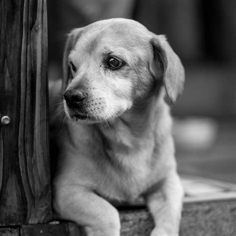 Short Coated Puppy Grayscale Photo · Free Stock Photo