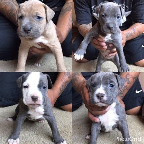 Not only does it provide the essential nutrients for growth and development, it also contains antibodies to protect young pups from disease. Blue 2 Week Old Pitbull Puppies